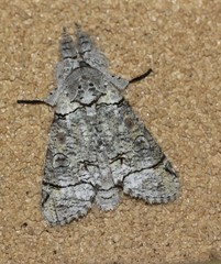 Gadirtha pulchra