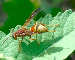 Polistes dorsalis californicus