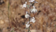 Sairocarpus coulterianus