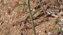 Sairocarpus coulterianus