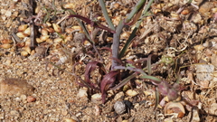 Sairocarpus coulterianus