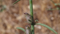 Sairocarpus coulterianus