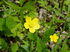 Ranunculus multifidus