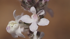 Sairocarpus coulterianus