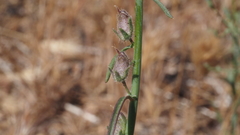 Sairocarpus coulterianus