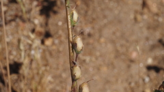 Sairocarpus coulterianus