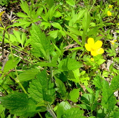 Ranunculus multifidus
