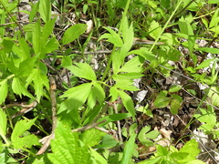 Ranunculus multifidus