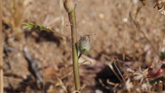 Sairocarpus coulterianus