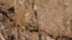 Sairocarpus coulterianus