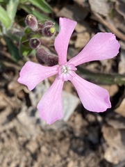 Silene caroliniana