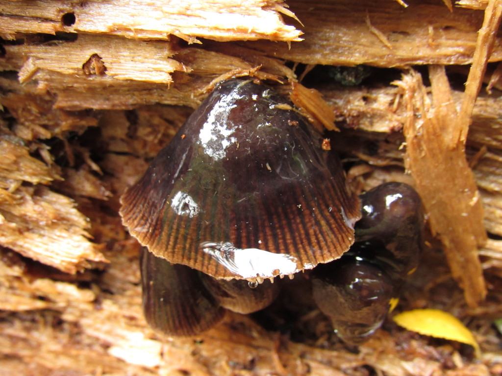 Mycena atroincrustata