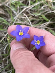 Giliastrum rigidulum