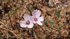 Calochortus splendens