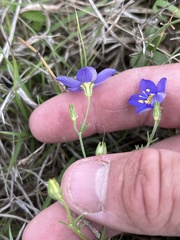 Giliastrum rigidulum