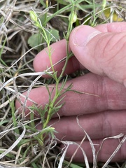 Giliastrum rigidulum