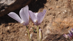 Calochortus splendens