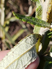 Pterocaulon balansae