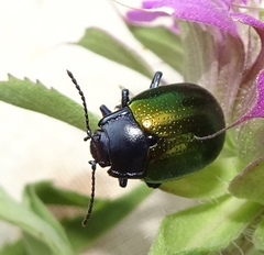 Chrysolina auripennis