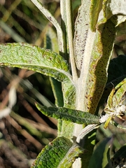 Pterocaulon balansae