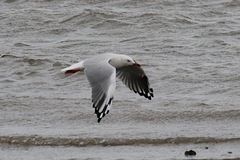 Chroicocephalus novaehollandiae novaehollandiae