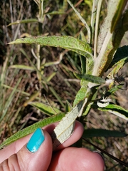 Pterocaulon balansae