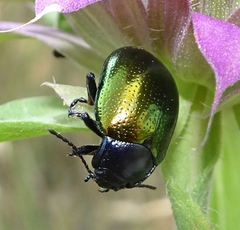 Chrysolina auripennis