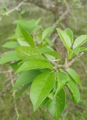 Maclura