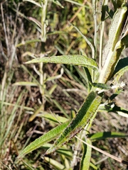 Pterocaulon balansae