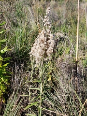 Pterocaulon balansae