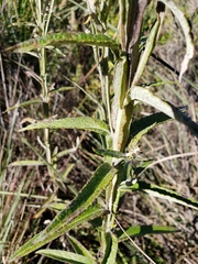 Pterocaulon balansae