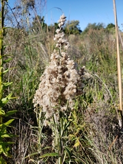 Pterocaulon balansae