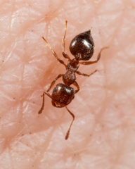 Crematogaster punctulata