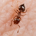 Crematogaster punctulata - Photo (c) Meghan Cassidy, some rights reserved (CC BY-SA), uploaded by Meghan Cassidy