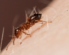 Crematogaster punctulata