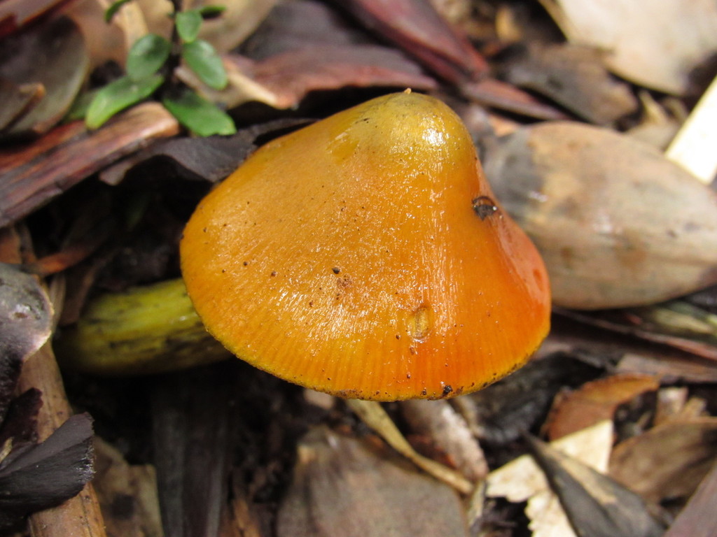 Hygrocybe conica · April 2022 · photo: © nicoolejnik (iNaturalist, cc-by)