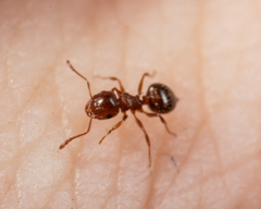 Crematogaster punctulata