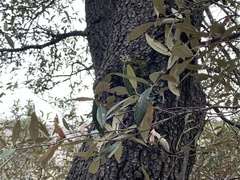 Quercus hypoleucoides