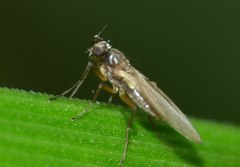 Lonchoptera bifurcata