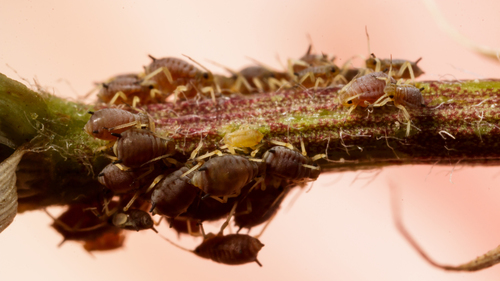 Cowpea Aphid photo 6
