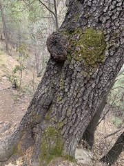 Quercus hypoleucoides