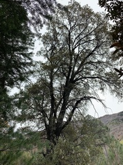 Quercus hypoleucoides