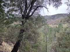 Quercus hypoleucoides