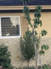 Mimus polyglottos image