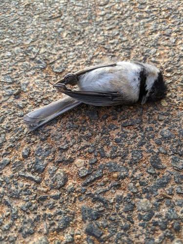 Carolina Chickadee photographed in Virginia