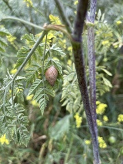 Bulimulus bonariensis