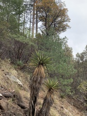 Yucca madrensis