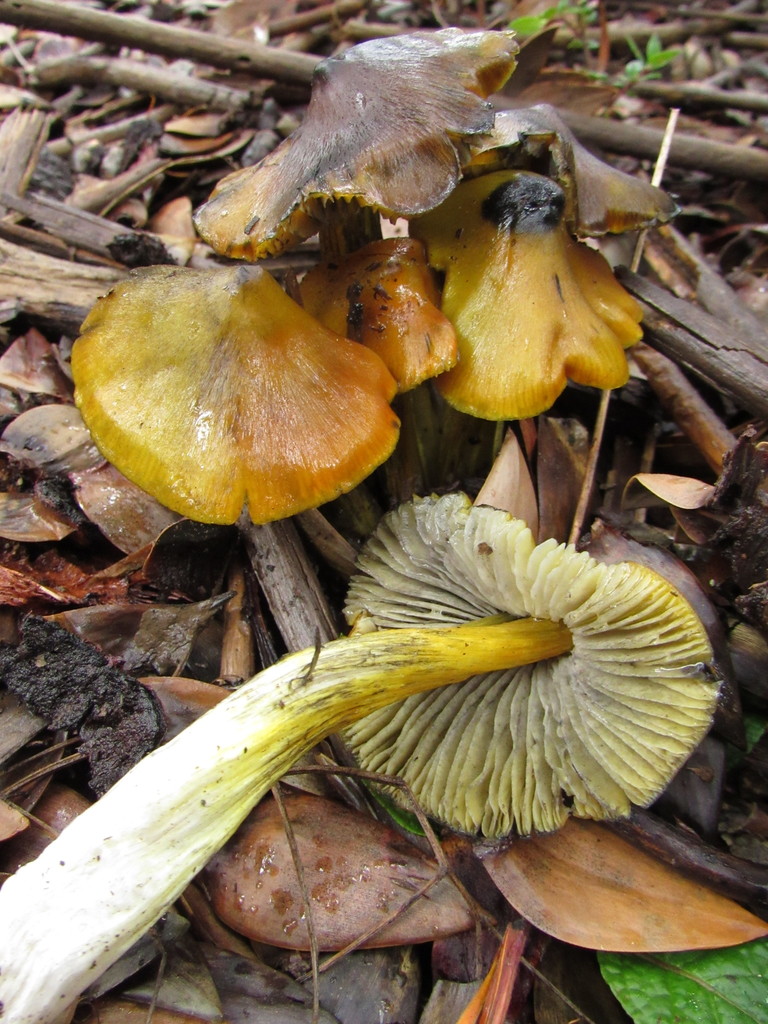 Hygrocybe conica · April 2022 · photo: © nicoolejnik (iNaturalist, cc-by)