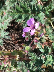 Erodium cicutarium
