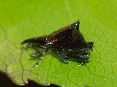 Scolopterus tetracanthus